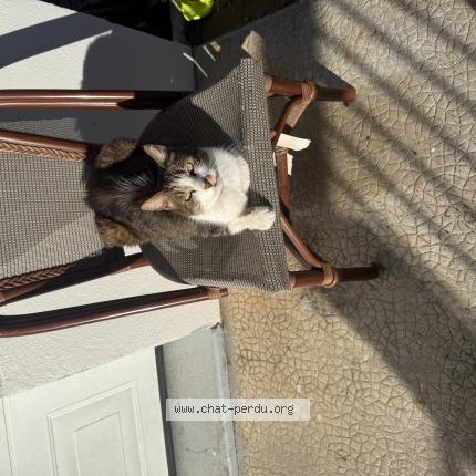 Foto 1/1 Gato encontrado Encontrado en Limoges