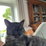 Foto del gato perdido en Conde Sur Sarthe