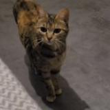 Foto del gato perdido en Saint Ambroix