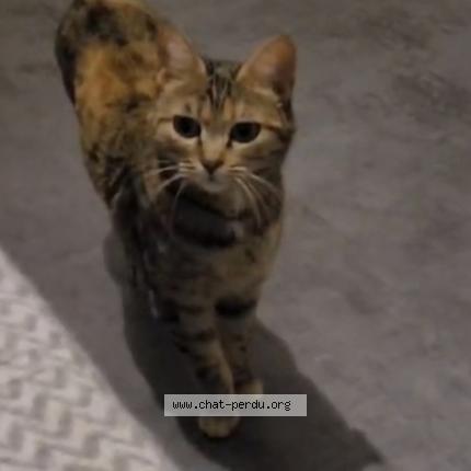 Foto 1/1 Nala Chat perdido en Saint ambroix