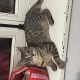 Foto del gato perdido en Villeneuve Saint George