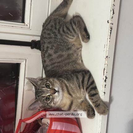 Foto 1/1 Armonie Chat perdido en Villeneuve saint george