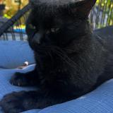 Foto del gato perdido en Laval