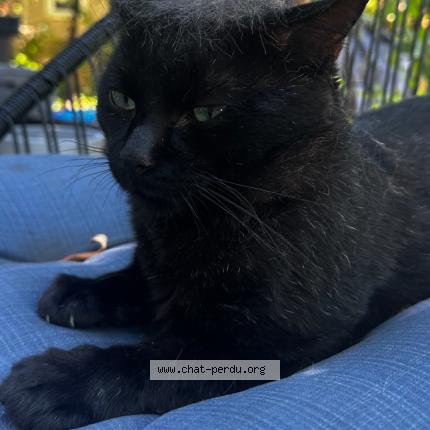 Foto 1/1 Panth&egrave;re Chat perdido en Laval