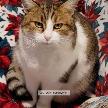 Foto 1/1 Chanel Chat perdido en Haudiomont