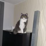 Foto del gato perdido en Canejan