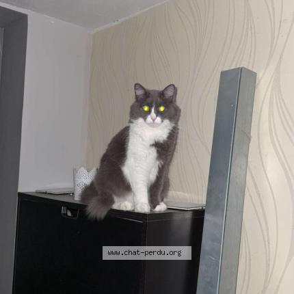 Foto 1/1 Schupette Chat perdido en Canejan