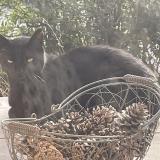 Foto de gato encontrado en Bidart