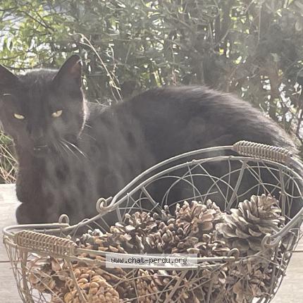 Foto 1/1 Gato encontrado Encontrado en Bidart