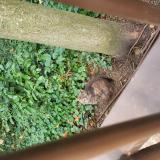 Foto de gato encontrado en Vanves