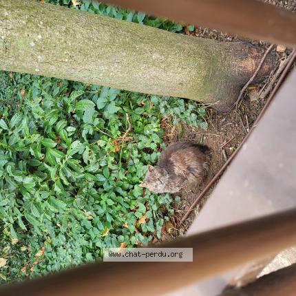 Foto 1/1 Gato encontrado Encontrado en Vanves