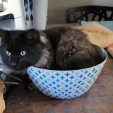 Foto del gato perdido en Bourg Les Valence