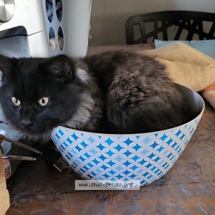 Foto 1/1 Aiko Chat perdido en Bourg les valence