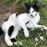 Foto del gato perdido en Houilles