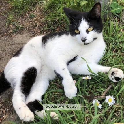 Foto 1/1 Geraldine Chat perdido en Houilles