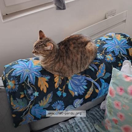 Foto 1/1 Chipie Chat perdido en Saint philippe du seignal