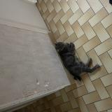 Foto del gato perdido en Challain La Potherie