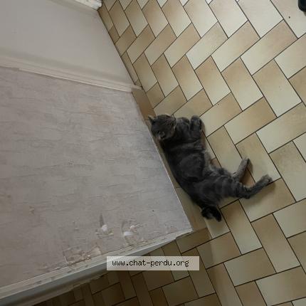 Foto 1/1 Jubal Chat perdido en Challain la potherie