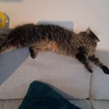 Foto del gato perdido en Saint Astier