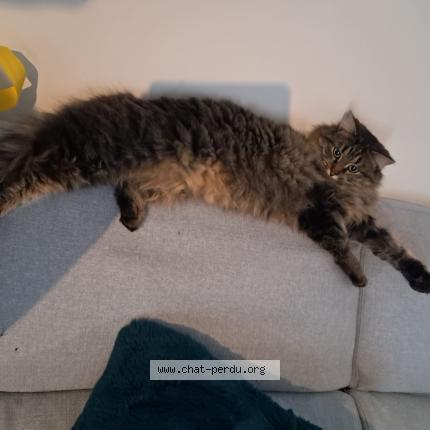 Foto 1/1 Mercury Chat perdido en Saint astier