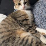 Foto del gato perdido en Varennes Sur Seine