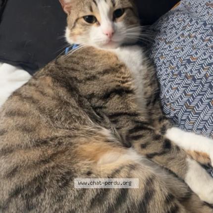 Foto 1/1 Minou Chat perdido en Varennes sur seine