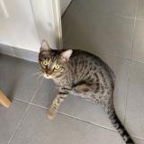 Foto del gato perdido en Salon De Provence