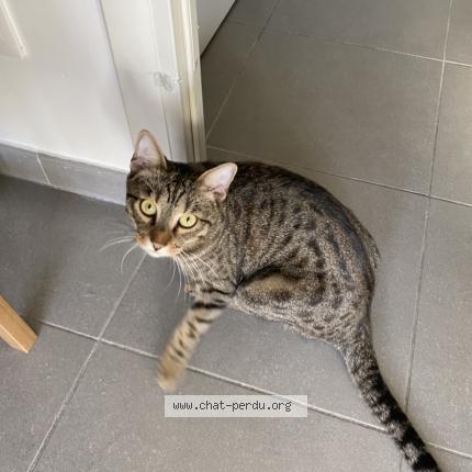 Foto 1/1 Tigrou Chat perdido en Salon de provence