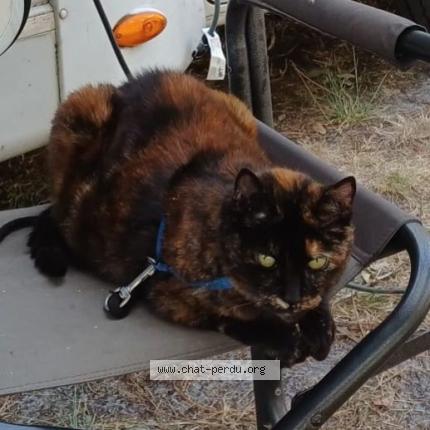 Foto 1/1 MINETTE Chat perdido en La barre de monts