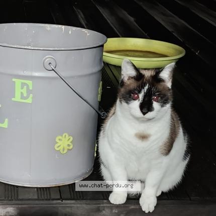 Foto 1/1 Bianca Chat perdido en Floreffe