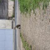 Foto del gato perdido en Soucelles