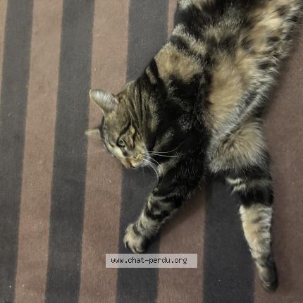 Foto 1/1 Gato encontrado Encontrado en Vaureal