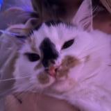 Foto del gato perdido en Belnan