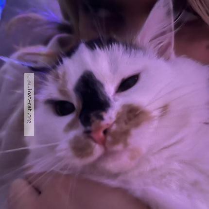 Foto 1/1 Pumpkin Chat perdido en Belnan