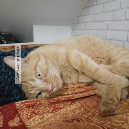 Foto 1/1 Gato encontrado Encontrado en Torcy