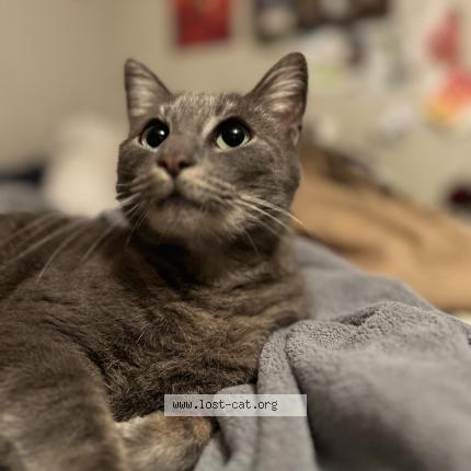 Foto 1/1 Sylvia Chat perdido en Blanco