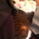 Foto del gato perdido en Portland