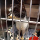 Foto de gato encontrado en Yves