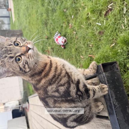 Foto 1/1 Gato encontrado Encontrado en Compiegne