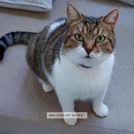 Foto 1/1 Pif Chat perdido en Guitres