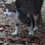 Foto de gato encontrado en Chateaubriant