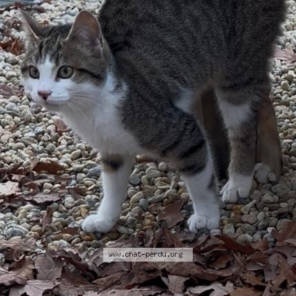 Foto 1/1 Gato encontrado Encontrado en Chateaubriant