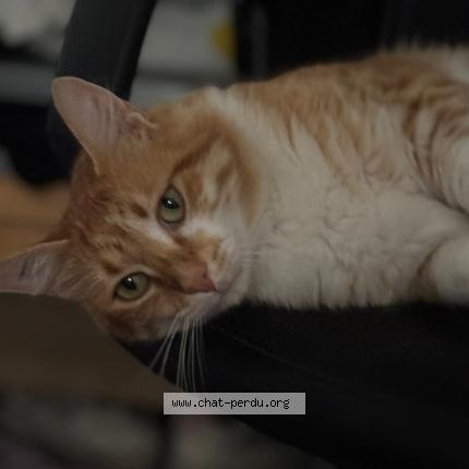 Foto 1/1 Sa&iuml;ko Chat perdido en 83560 saint julien france