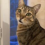 Foto del gato perdido en Montpellier