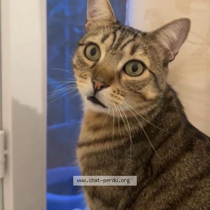 Foto 1/1 Tchoupi Chat perdido en Montpellier