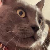 Foto del gato perdido en Saint Nom La Breteche