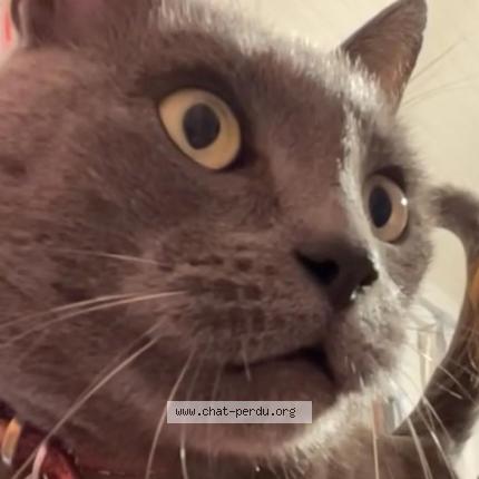 Foto 1/1 FELIX Chat perdido en Saint nom la breteche