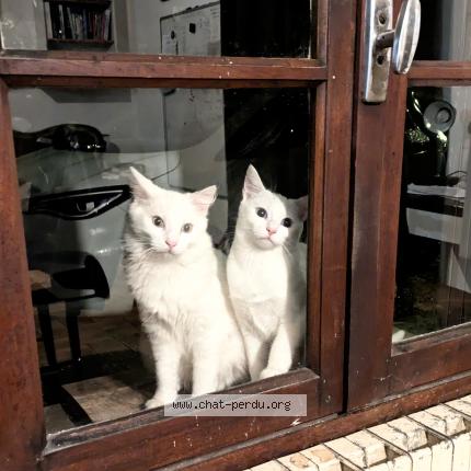 Foto 1/1 Perrin Kevin Chat perdido en Villefranche de rouergue