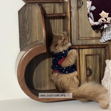 Foto 1/1 Sheru Chat perdido en Chandigarh