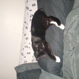 Foto del gato perdido en Louisville